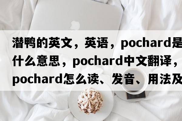 潜鸭的英文，英语，pochard是什么意思，pochard中文翻译，pochard怎么读、发音、用法及例句