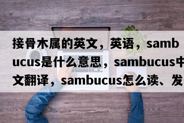 接骨木属的英文，英语，sambucus是什么意思，sambucus中文翻译，sambucus怎么读、发音、用法及例句